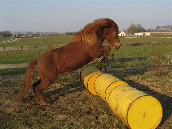 Islænder Táta fra Tyrevoldsdal - Hoppe kan hun også, marts 2007. billede 8
