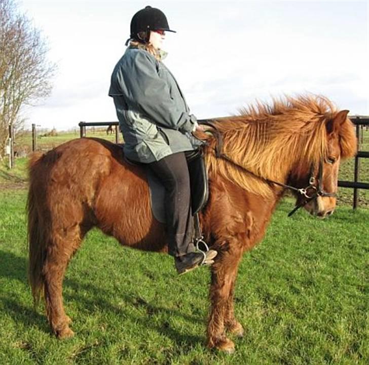 Islænder Táta fra Tyrevoldsdal - Lækker vintermule i januar 2007. billede 9