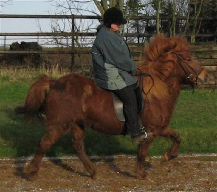 Islænder Táta fra Tyrevoldsdal - Tølt, desværre lidt mørkt, januar 2007. billede 10