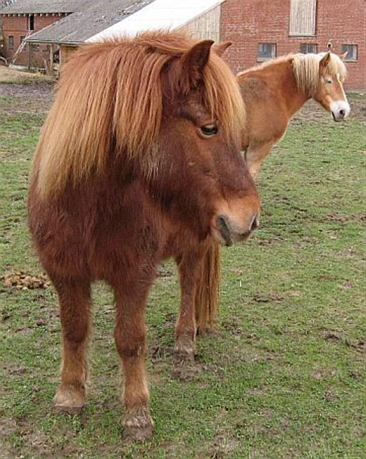 Islænder Táta fra Tyrevoldsdal - Smuk i vintertøj, januar 2007. billede 11