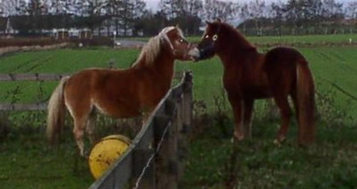 Islænder Táta fra Tyrevoldsdal - Táta hilser på Katinga for første gang, nov 06. billede 12