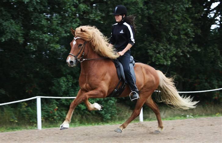 Islænder Abel fra Frederikshvile - Abel og jeg i galop, taget d. 8/9 09. Foto: KCÉ billede 11