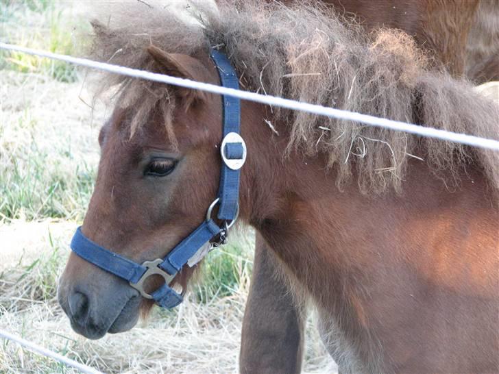 Shetlænder Hans Solgt:( - Min Lille Hans<3  billede 1