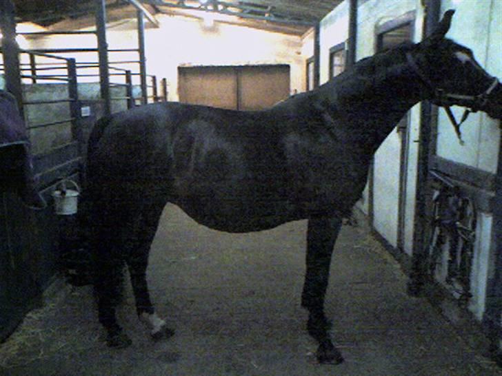 Dansk Varmblod Bramdruplund's Ronja - her er Ronja i 5 måned billede 15