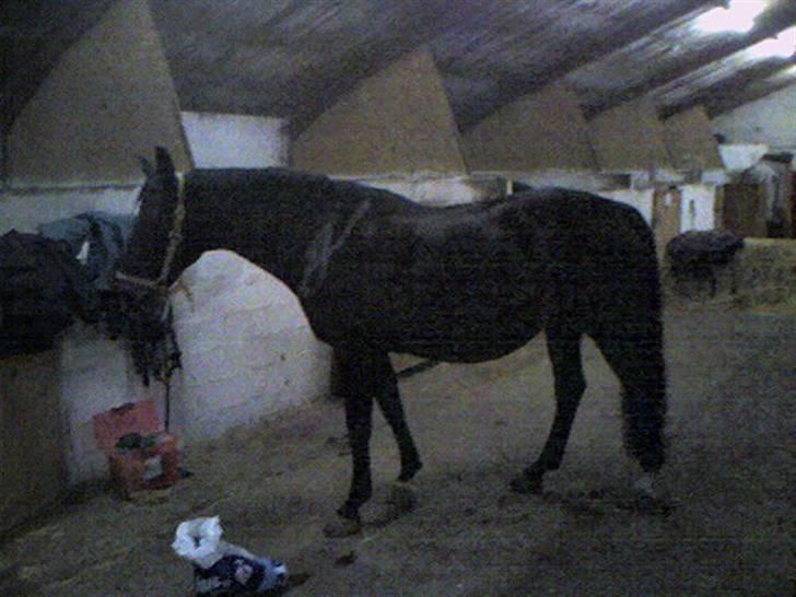 Dansk Varmblod Bramdruplund's Ronja - Her er Ronja i 7 måned billede 16