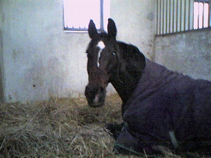 Dansk Varmblod Bramdruplund's Ronja - her ligger hun og putter lidt billede 17