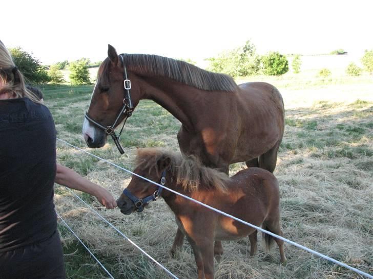 Shetlænder Hans Solgt:( - Hans og Ollie er blevet bedste venner billede 2