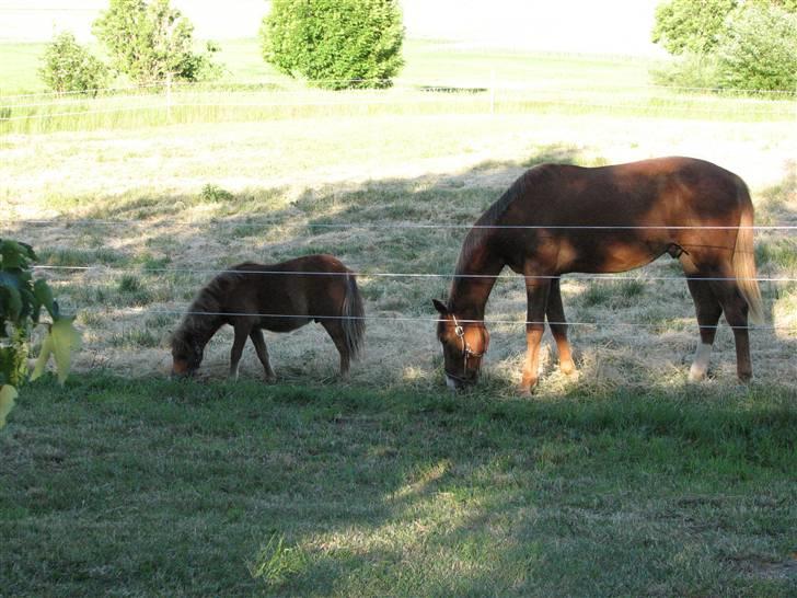 Shetlænder Hans Solgt:( - Størrelsen forskellen er stor, men det betyder ikke spor:) billede 3