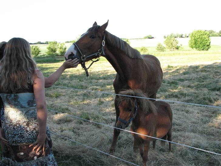 Shetlænder Hans Solgt:( billede 4