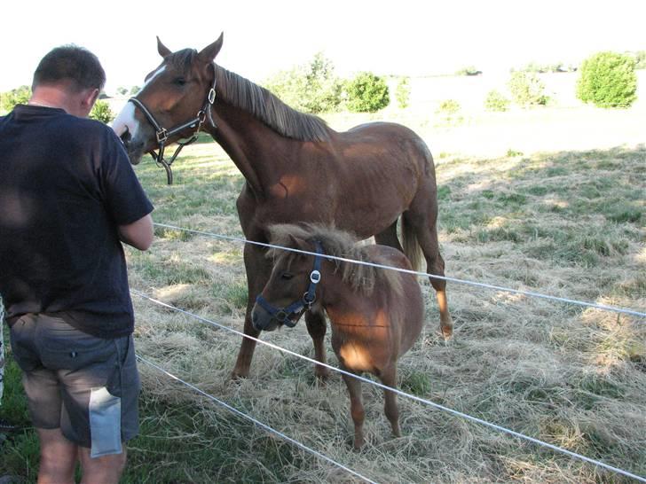 Shetlænder Hans Solgt:( billede 5