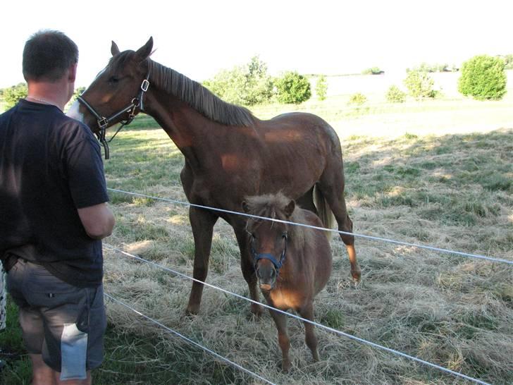 Shetlænder Hans Solgt:( billede 6