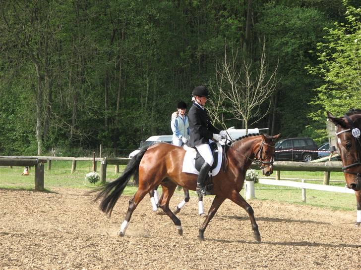 Hannoveraner Destiny. Lånt ud - Opvarmning i Børkop billede 15