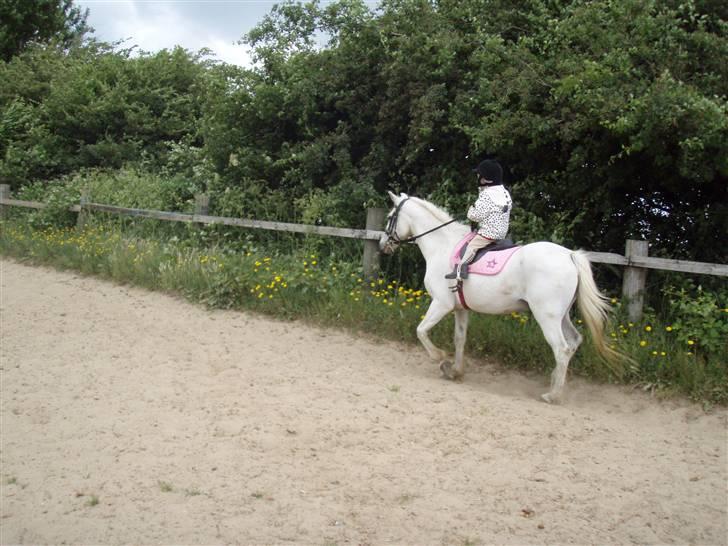 Anden særlig race Silver star(død d.13-7-09 - Yes<3 så kom den i trav<3 billede 2