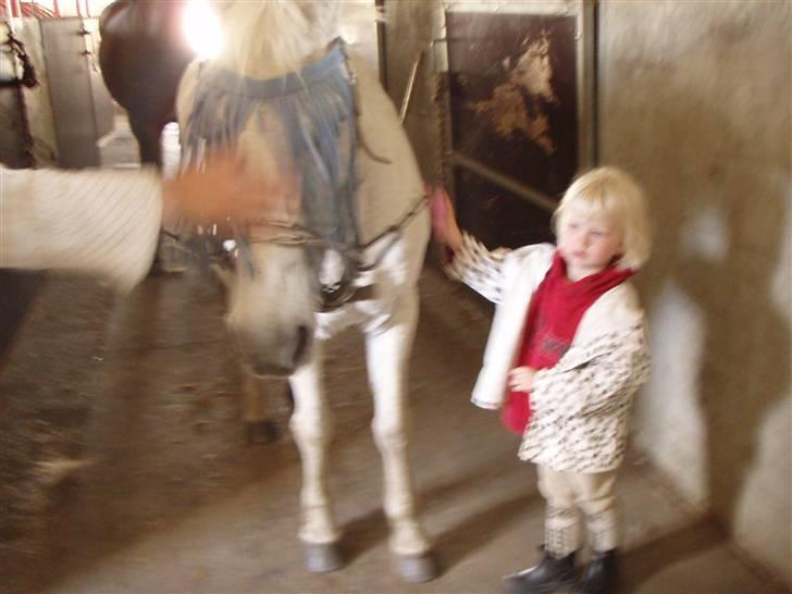 Anden særlig race Silver star(død d.13-7-09 - den skal være helt ren store søster<3 billede 3