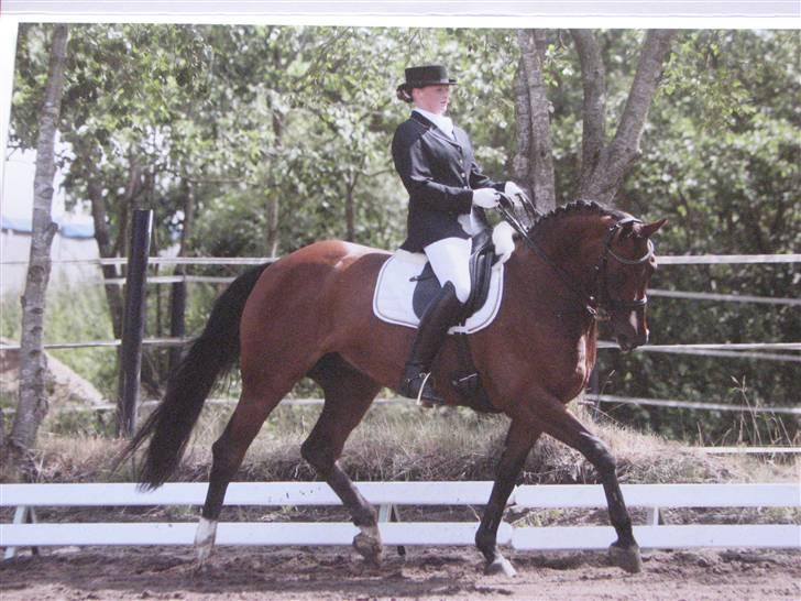 Hannoveraner Destiny. Lånt ud - Til Jysk rideuge 2009 billede 17