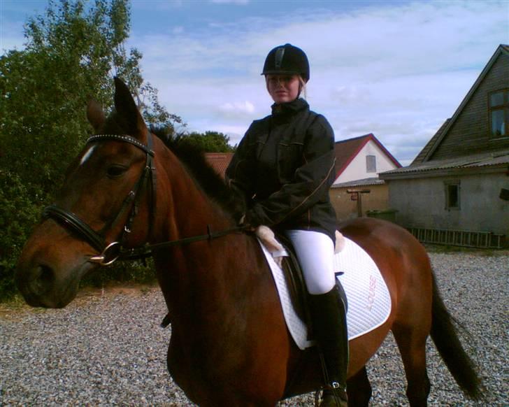 Dansk Varmblod Lady Maj R.I.P d. 29/4-08 billede 10