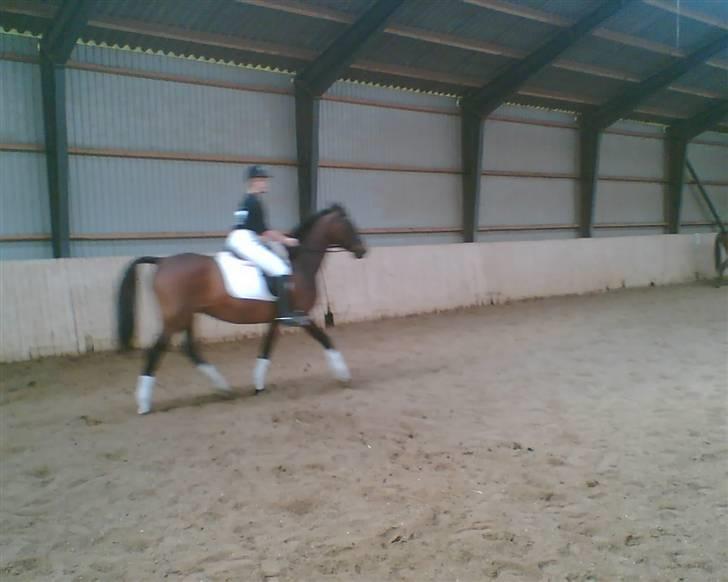 Dansk Varmblod Lady Maj R.I.P d. 29/4-08 billede 11