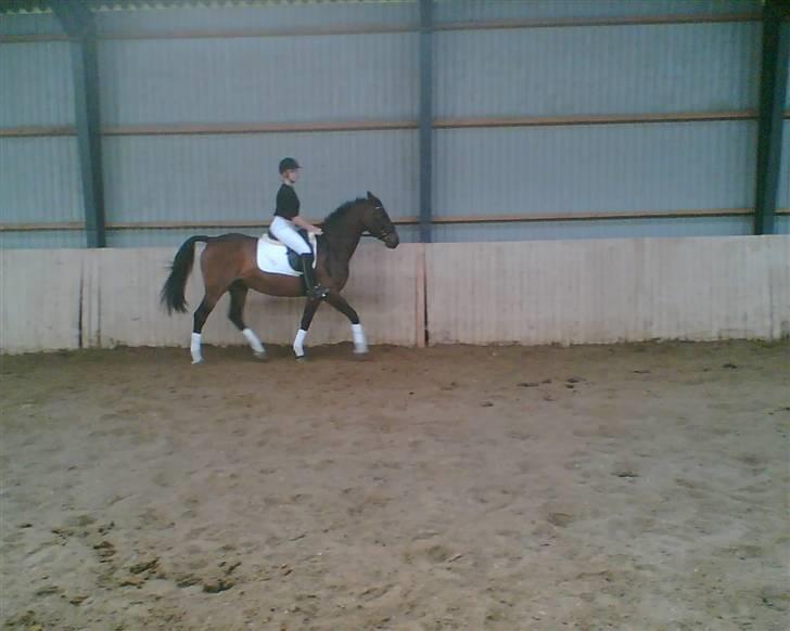 Dansk Varmblod Lady Maj R.I.P d. 29/4-08 billede 12