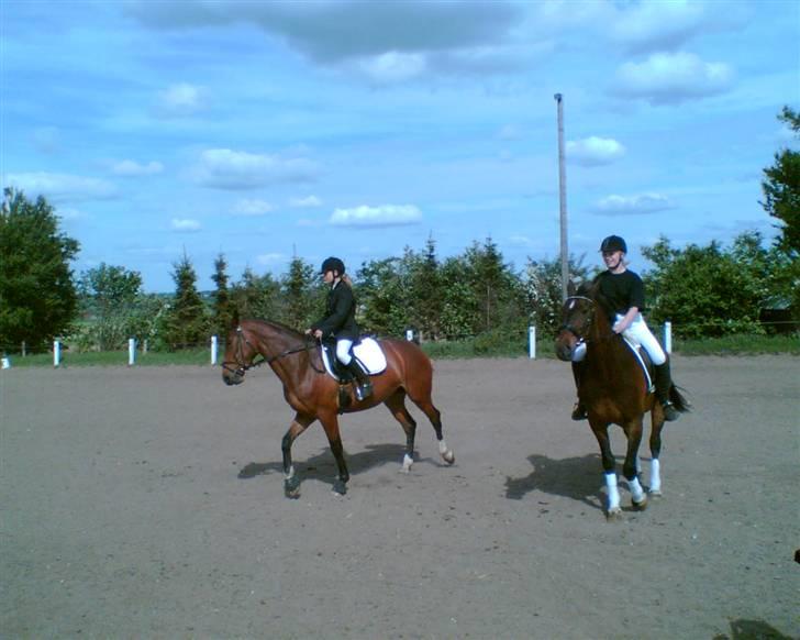 Dansk Varmblod Lady Maj R.I.P d. 29/4-08 billede 13