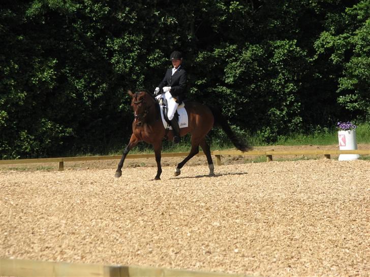 Hannoveraner Destiny. Lånt ud - I Sdr. Hygum hvor vi blev 7´er i la4, mener jeg:) hehe billede 18