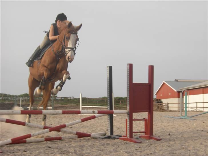 Anglo Araber (AA) Lille Daugårds Hekla <33 - Med Julie Kynde Madsen <3 billede 4