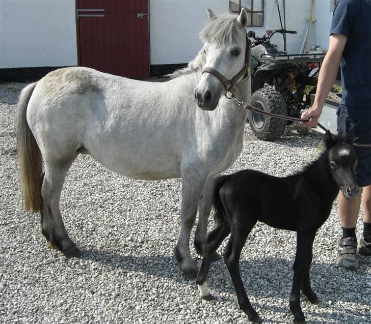 Anden særlig race Welsh mountain Mille SOLGT - Mille og Følbassen billede 2