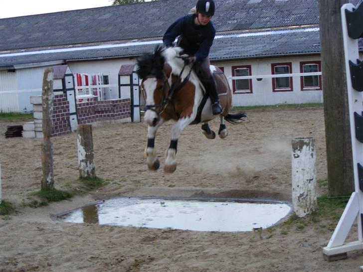 Anden særlig race Jolly Jumper SOLGT  - Ude på spring banen<3 Foto: Pernille billede 8