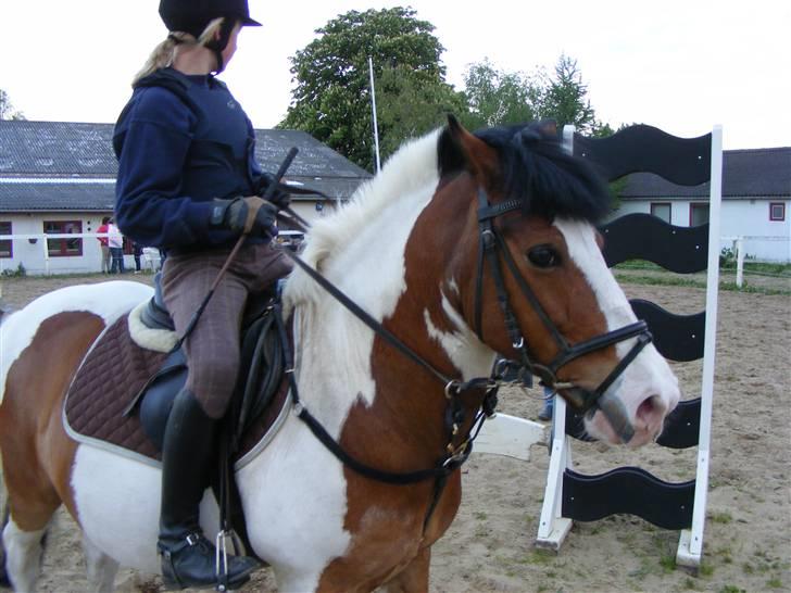 Anden særlig race Jolly Jumper SOLGT  - Ude på spring banen<3 Foto: Pernlle billede 10