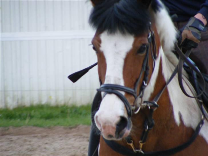 Anden særlig race Jolly Jumper SOLGT  - Min lille foto model<3 Foto: Pernille billede 11