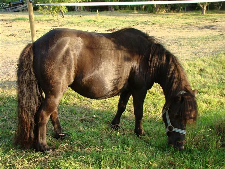 Shetlænder *mini* Mie *RIP* 13/4-11  - Dav der, og velkommen til min profil  :O) billede 1