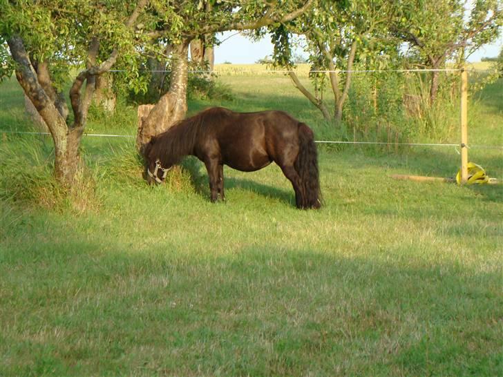 Shetlænder *mini* Mie *RIP* 13/4-11  - Hmm en har vidst spist for meget græs ??? billede 2