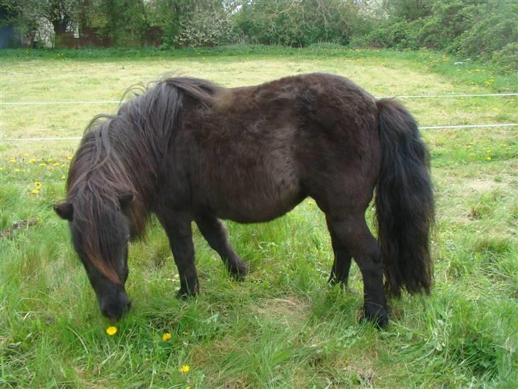 Shetlænder *mini* Mie *RIP* 13/4-11  - Tjaa det bliver vel ikke værre af lidt mere græs?? billede 3