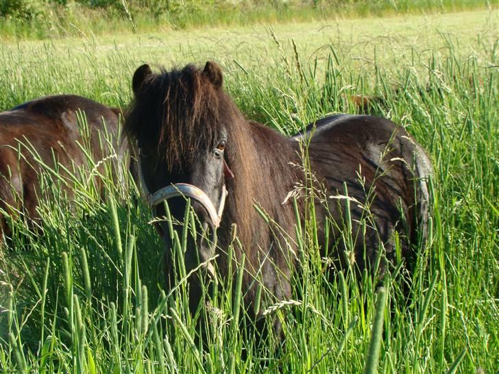Shetlænder *mini* Mie *RIP* 13/4-11  billede 4