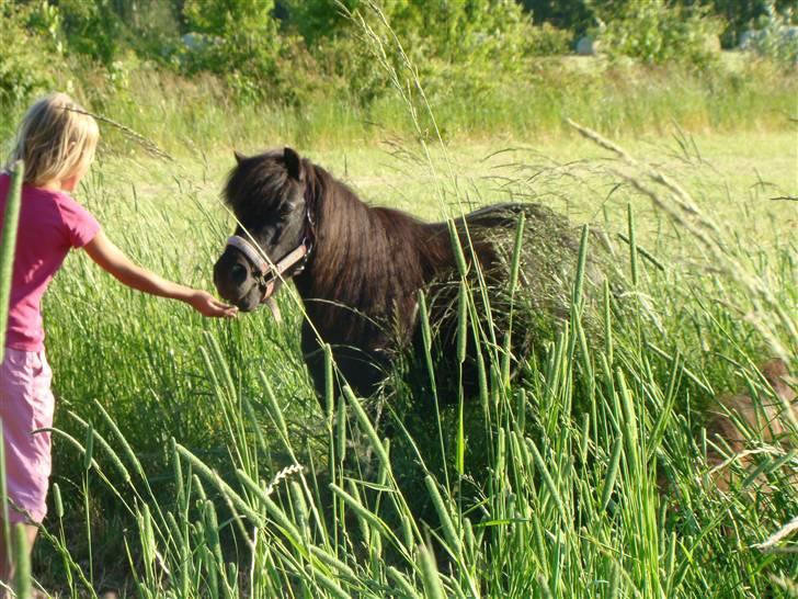 Shetlænder *mini* Mie *RIP* 13/4-11  billede 5