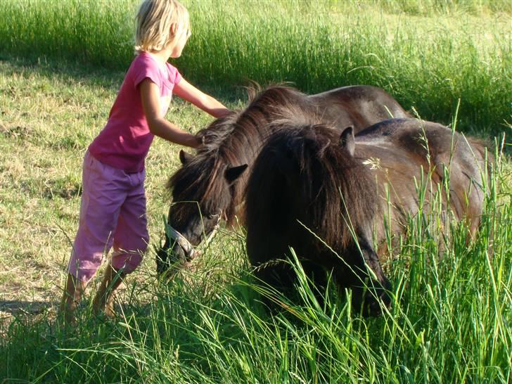Shetlænder *mini* Mie *RIP* 13/4-11  billede 6