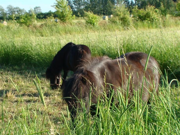 Shetlænder *mini* Mie *RIP* 13/4-11  billede 7