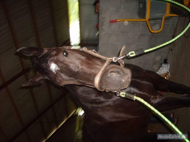 Oldenborg maj billede 6