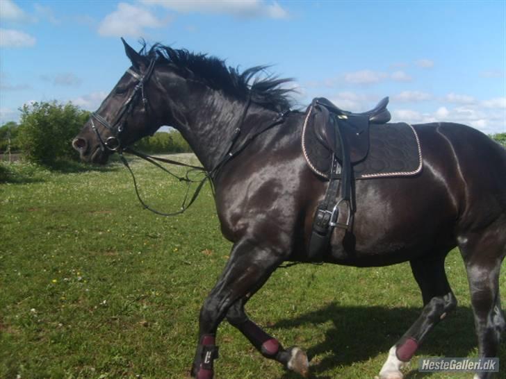 Oldenborg maj billede 7