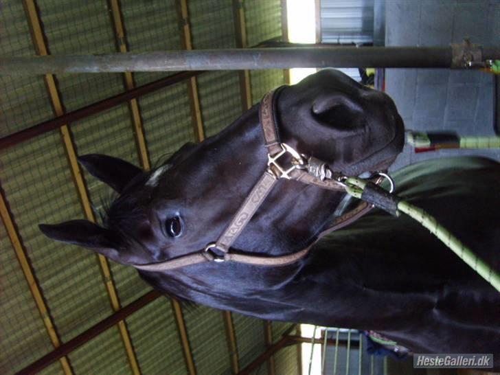 Oldenborg maj billede 8