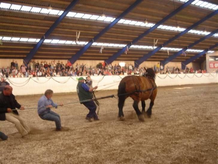 Belgier Kasper af Tveden - <3 billede 7