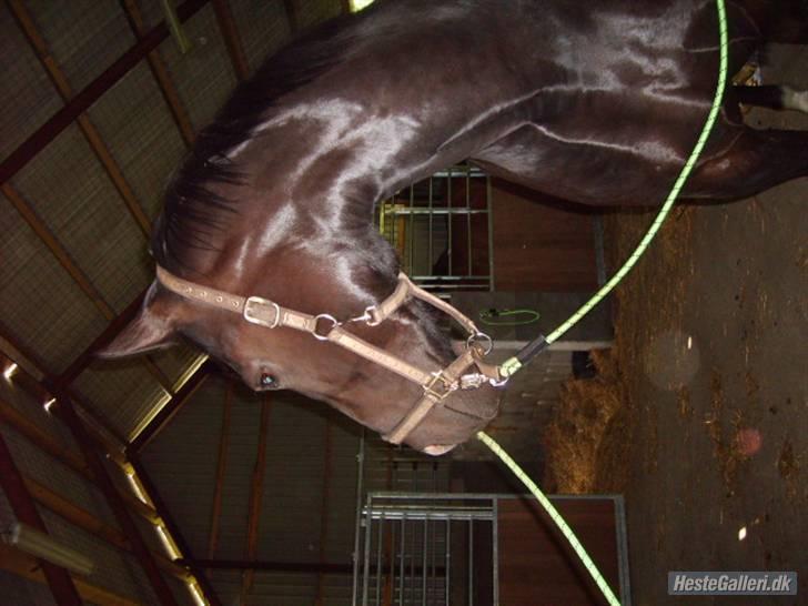 Oldenborg maj billede 9