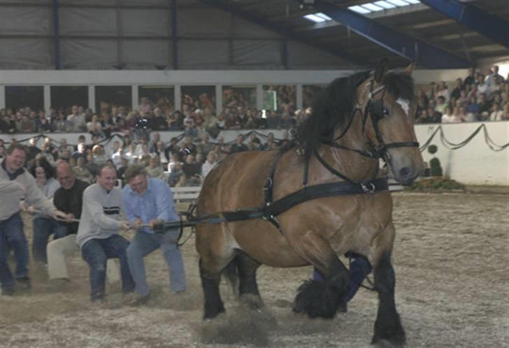 Belgier Kasper af Tveden - Han hjuler bare afsted med dem !! :D <3 billede 8