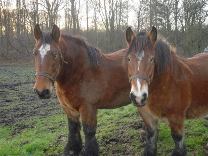 Belgier Kasper af Tveden - Det er ikke hver dag de bliver striglet :P <3 billede 9