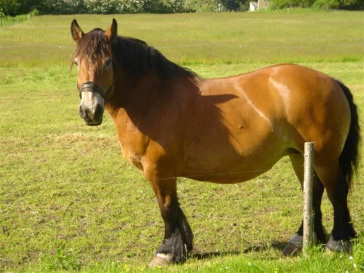 Belgier Kasper af Tveden - Kasper´s bedste veninde :) <3 billede 10