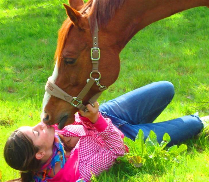 Sportsaraber (A) skywalker merina SOLGT - tilbagde er der kun minderne :´) tiden med dig var fantastisk! man for ikk bedre pony år med dig end dem vi har haft :´) billede 13