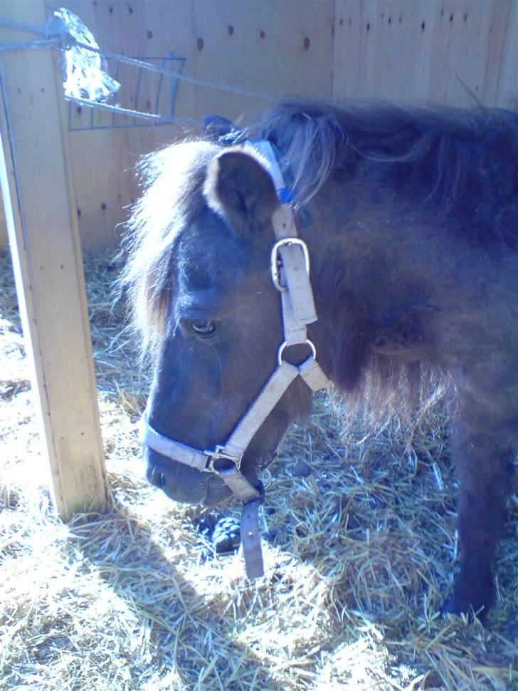 Anden særlig race Donna R.I.P. - her står hun i sit læskur og ser meget træt ud:P billede 1