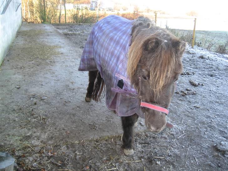 Anden særlig race Donna R.I.P. - på folden til vinter:) billede 2