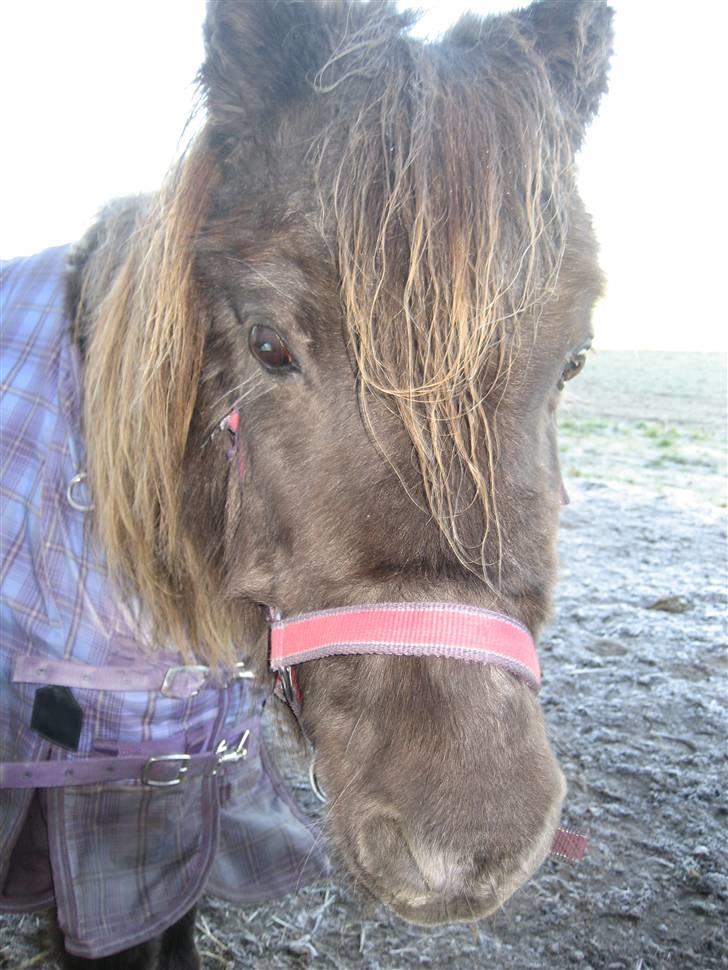 Anden særlig race Donna R.I.P. - <3 dejlig meget pels:D billede 3