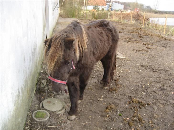 Anden særlig race Donna R.I.P. - nåå lille Tonsemons<3<3 billede 4