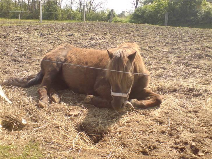 Anden særlig race Donna R.I.P. - her ligger hun på den gamle fold inden jeg fik hende hjem:)<3 billede 5
